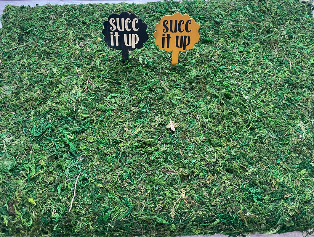 Plant Pick -  Succ it up